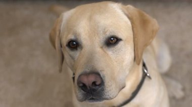 Yalnız köpek görünümlü kamera çekim, barınak kabul PET, gönüllü merhamet