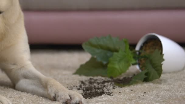 Curioso perro cerca volcado planta de interior en el suelo, mascota traviesa, disciplina — Vídeo de stock