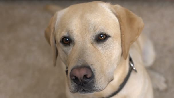 Solitaire chien regardant caméra gros plan, adoption animal de compagnie de refuge, bénévolat miséricorde — Video