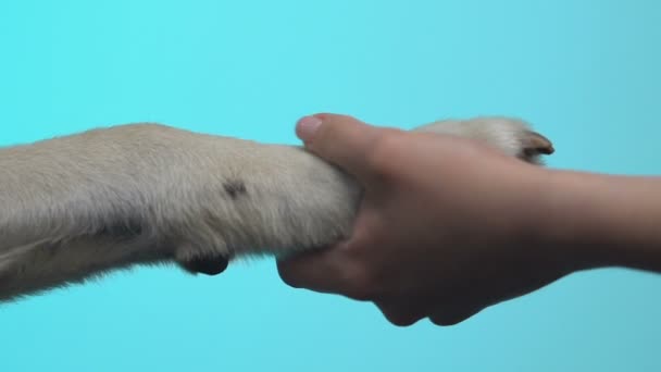 Pata de perro de mano femenina en primer plano de fondo azul, amor de mascotas, conexión — Vídeos de Stock