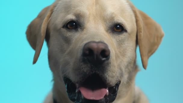 Labrador amical regardant la caméra sur fond bleu, animal de compagnie soin de la race retriever — Video