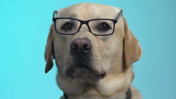 Любопытный ретривер собака в очках крупным планом, бизнес-решение, научные факты — стоковое видео