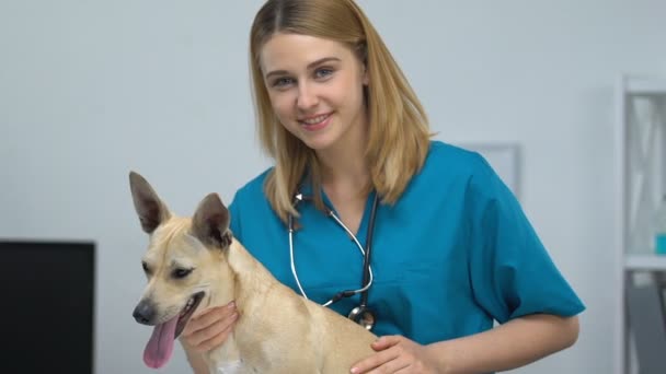 Mutlu Pet klinik işçisi sevimli köpek kamera bakarak okşayarak, veteriner hekimliği — Stok video