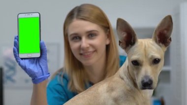 Telefon yeşil ekran, online danışma uygulaması gösteren köpek ile gülümseyen kadın veteriner