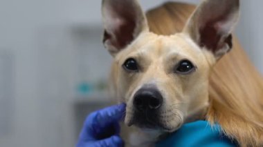 Kamera bakarak sevimli köpek, klinikte eldiven rahatlatıcı Pet kadın doktor