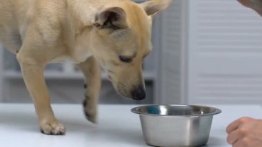 Kadın kase, aç Pet yeme, temel sağlık besinleri köpek maması koyarak