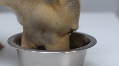 Çelik kase kapatmak yemek aç köpek, PET sindirim, sağlık, beslenme