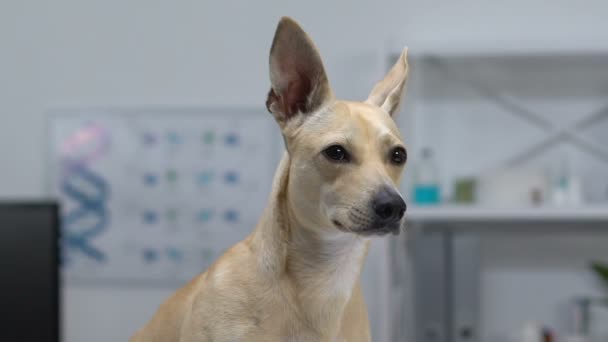 Cão curioso com orelhas grandes olhando ao redor, cuidados de saúde do animal de estimação, companheiro adorável — Vídeo de Stock