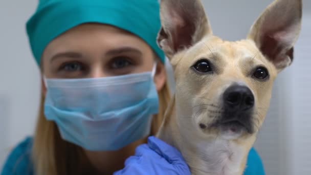 Női veterán sebész maszkot gazdaság kutya nézi kamera, kisállat kezelés, gondozás — Stock videók