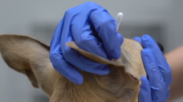 VET σε γάντια καθαρίζοντας τα αυτιά των σκύλων με βαμβακερό μάκτρο κοντινά πλάνα, υγιεινή των κατοικίδιων ζώων, υγειονομική περίθαλψη — Αρχείο Βίντεο