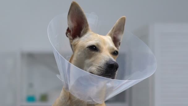 Очаровательная собака в пластиковом воротнике крупным планом, защитный конус, восстановление операций с животными — стоковое видео