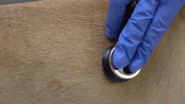 Állatorvos vizsgázó kutya egészség hallgató mellett fonendoszkóp closeup, állatorvos gyógyszer — Stock videók