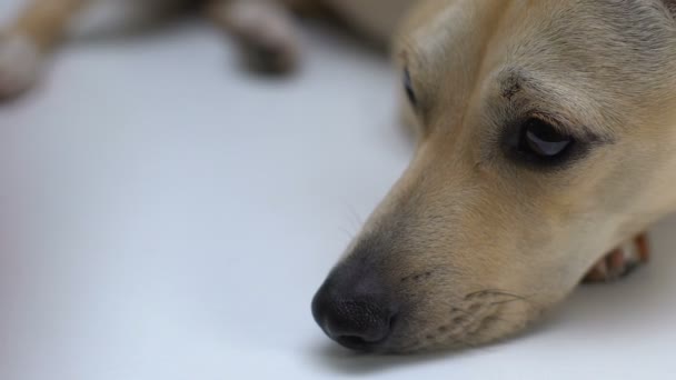 Cute pies jedzenia żywności z ręki, zrównoważone odżywianie zwierząt, minerały i witaminy — Wideo stockowe