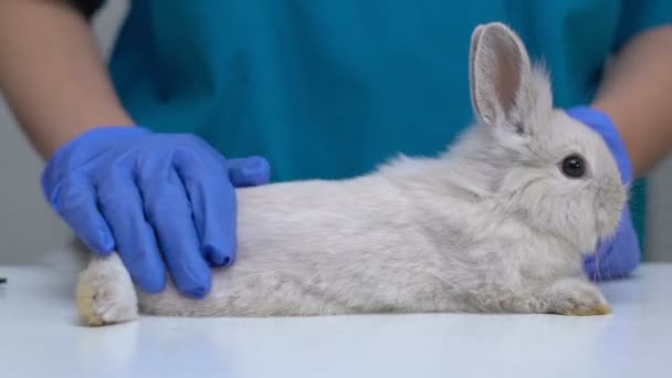 Влажная рука гладит пушистого кролика, снимает стресс перед осмотром здоровья, крупным планом — стоковое видео