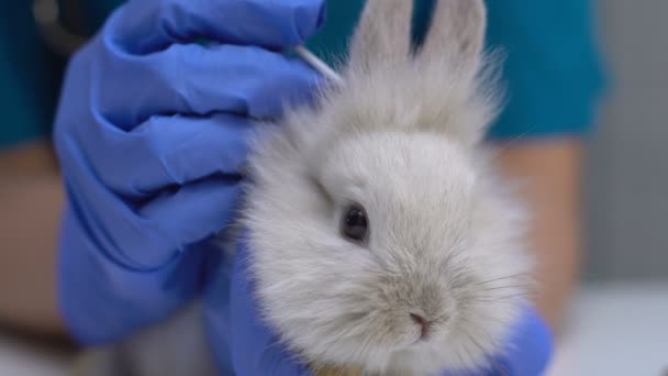 Vet cleaning rabbit ear with cotton swab, hygienic procedure, disease prevention — Stock Video