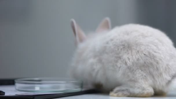 Кролик ходит по столу с чашкой Петри и документами, концепция тестирования на животных — стоковое видео