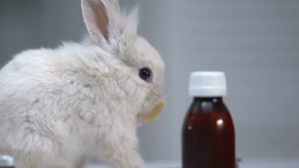 Söt kanin sniffa flaskor av medikamenter, PET behandling, förebyggande av sjukdomar — Stockvideo