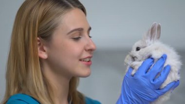 Sevimli tavşan ile oynayan kadın veteriner, sağlık sınavı önce stres azaltma