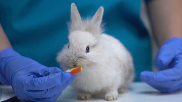 Veterinario che alimenta il coniglio morbido con mela, cibo naturale sano per animali domestici, vitamine — Video Stock