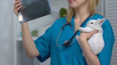 X-ray bakarak veteriner, tavşan hasta tutan, yaralanma tanısı, iltihapları