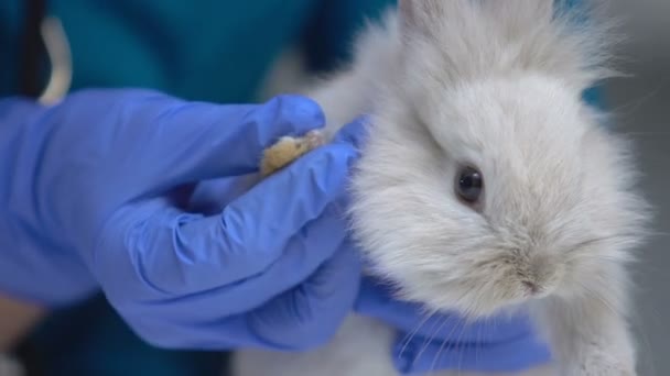 Tierarzt untersucht Kaninchenpfote auf Verletzungen, diagnostiziert Pilzkrankheiten Pododermatitis — Stockvideo