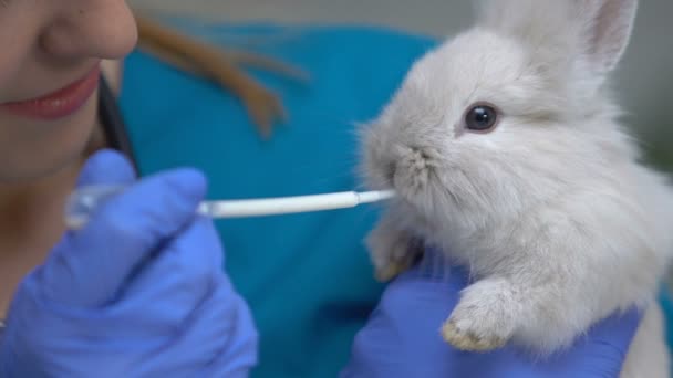 Female feeding cute rabbit with milk from pipette, care tips for cubs, breeding — Stock Video