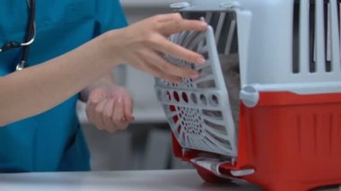 Veteriner açılış taşıyıcı ve beslenme kedi Wellness kontrol önce Pet stres azaltmak için