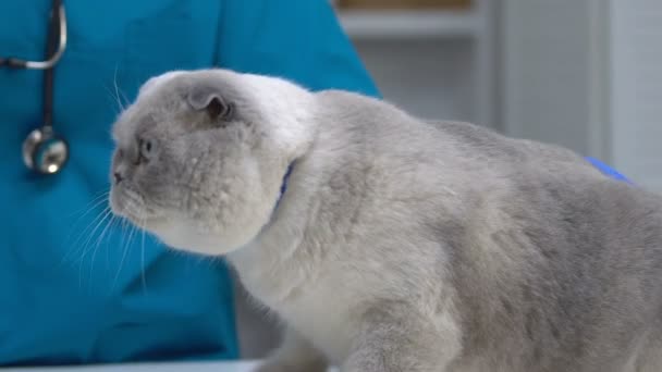 Professional vet stroking anxious scared cat, calming before health exam closeup — Stock Video