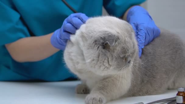 Veterinaria escucha pulmones de gato y frecuencia cardíaca con estetoscopio, riesgo de bola de pelo — Vídeo de stock