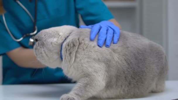 Gentile veterinario accarezzando gatto ansioso, nervoso animale domestico stressato sul controllo di salute — Video Stock