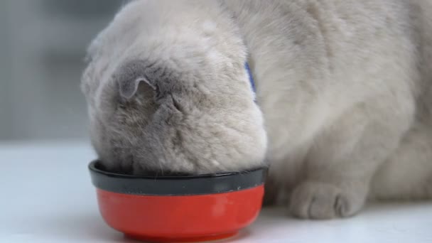 Schotse vouw eten uit Bowl, genieten van kattenvoer, evenwichtige voeding, vitaminen — Stockvideo