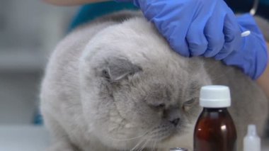 Veterineri Temizleme kediler kulakları, hijyenik prosedür mites için tedavi, Evcil kontrol