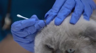 Veteriner eldiven Kedi kulakları Temizleme, enfeksiyon kür, işitme kaybı önleme
