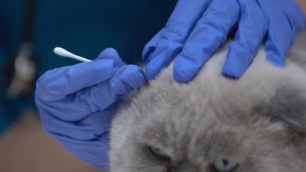 Dierenarts in handschoenen schoonmaken van de oren van de kat, genezen van infectie, preventie van gehoorverlies — Stockvideo