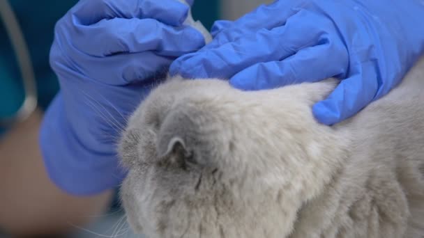 Veterinaria que deja caer antibióticos en orejas de gato, prevención y tratamiento de ácaros, primer plano — Vídeos de Stock