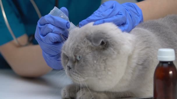 Handen in handschoenen die geneesmiddelen laten vallen in katten oren, schoonmaken van OORSMEER, close-ups — Stockvideo