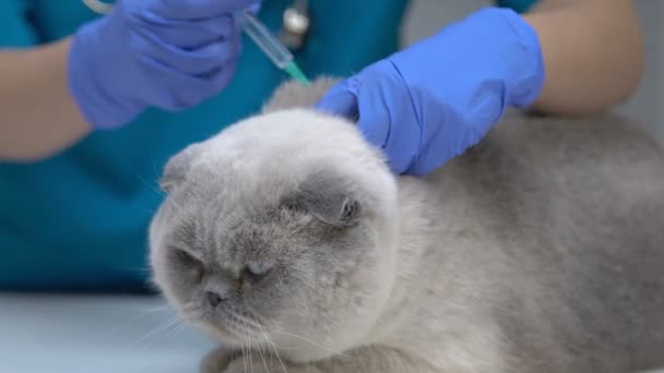 VET που παρέχει ένεση ρουτίνας σε δυσαρεστημένη γάτα, εμβολιασμό σε κατοικίδιο ζώο, υγειονομική περίθαλψη — Αρχείο Βίντεο