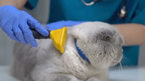 Peinar veterinaria pliegue escocés con herramienta de deshedding pelo, consejos de aseo de mascotas, primer plano — Vídeos de Stock