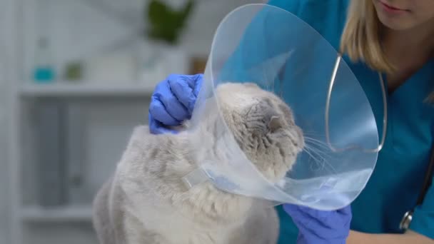 Gato irritado miando no veterinário, nervoso sobre colarinho, risco de alergia, aumento de pulgas — Vídeo de Stock