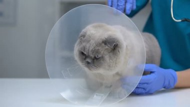Veteriner yaka kedi okşayarak, koni alışması için yardımcı, ameliyattan sonra kurtarma
