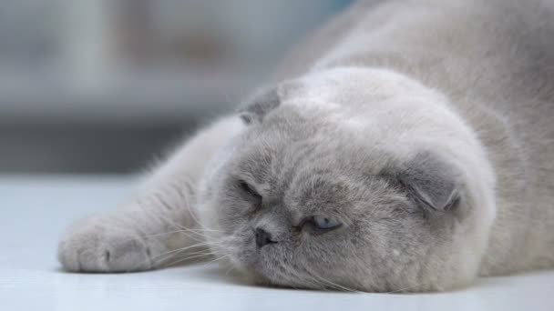 Adorable gato perezoso durmiendo, pelaje bien cuidado, vida sana y feliz mascota, primer plano — Vídeos de Stock