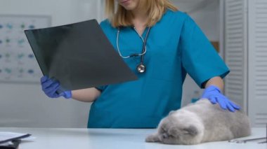 Veteriner kedi XRAY görüntü, tanı ve artrit tedavisi, artroz incelenmesi