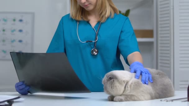 Veterinaria mirando rayos X acariciar gato, diagnóstico de lesiones, enfermedades digestivas — Vídeo de stock