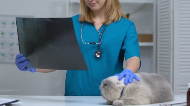 X-ışını okşayarak kedi izlerken veteriner, onkolojik hastalıkların teşhisi, patoloji — Stok video