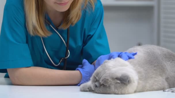 Friendly female veterinarian stroking cat, smiling on camera, pet health checkup — Stock Video