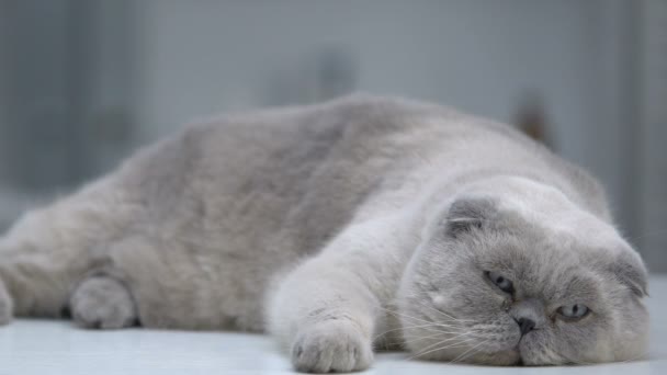 Jeringa de mano veterinaria, gato acostado sobre el fondo, vacunación anual de mascotas — Vídeos de Stock