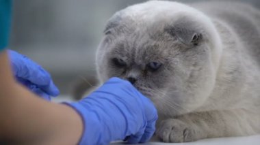 Kedi kuru gıda, düşük kaliteli ucuz Pet yemek, sindirim bozuklukları yemeyi reddediyor