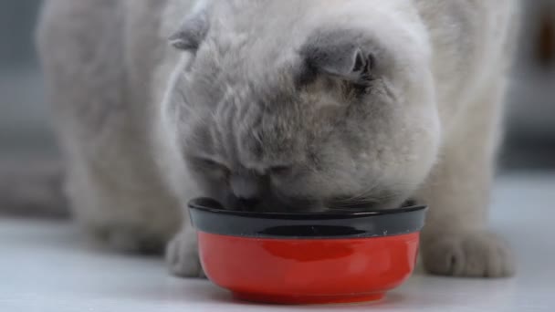 Plump scottish fold eating from bowl, healthy organic cat food, pet wellness — Stock Video