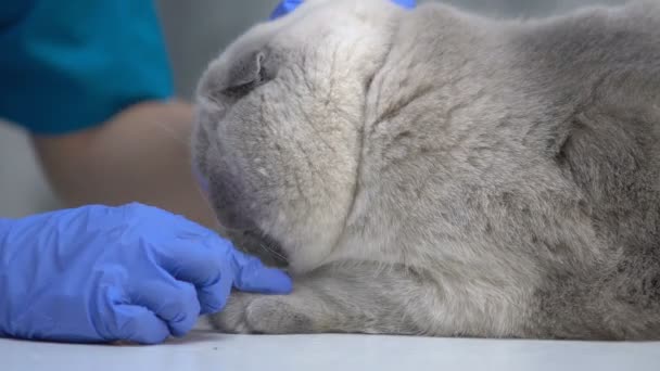 Veterinario profesional acariciando gato, calmante en el examen médico, cuidado de la salud de mascotas — Vídeos de Stock