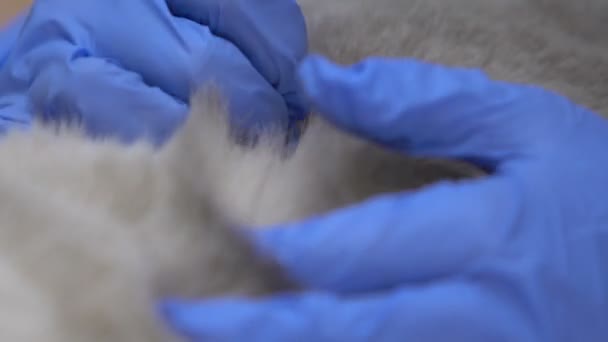 Руки в перчатках, проверка толстого меха на наличие клещей блох, гипоаллергенной породы животных — стоковое видео